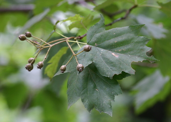 Elsbeere (Sorbus torminalis) - © Emanuel Trummer